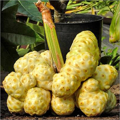 Noni Fruit Noni Fruit
