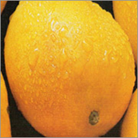 Mango - 2kg & 5kg Boxes, Orange | Fresh, Juicy, Sweet, Farm-Fresh, Chemical-Free, Multiple Varieties