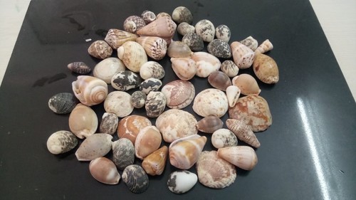 Art and craft special and hand made items use multi verity sea shell in mixed form
