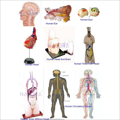 Educational Models