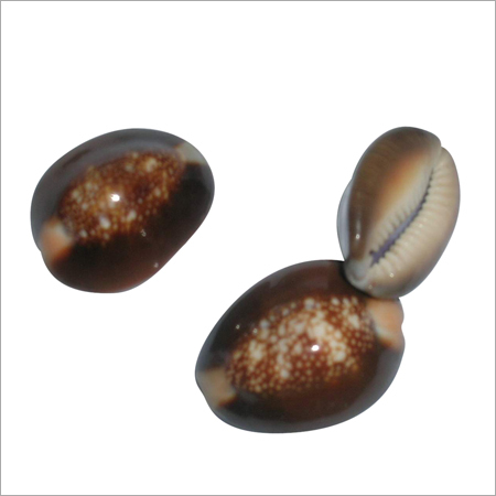 Colored Cowrie Shells