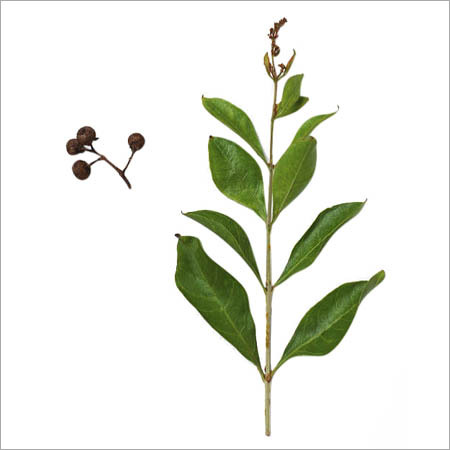 Henna Leaves