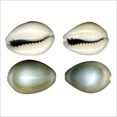 White Cowrie Shells
