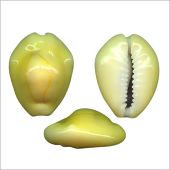 Yellow Cowrie Shells