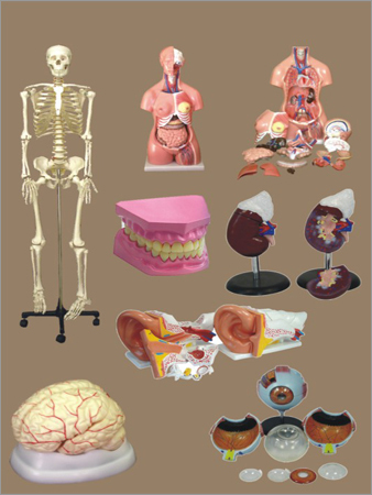 Human Anatomy Kits