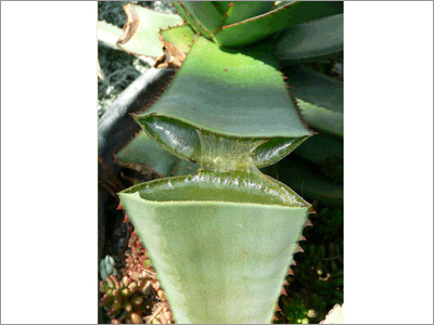 Aloe Vera Gel