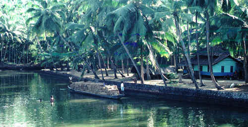 Coconut Fibre