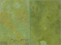 Lime Honey Limestone