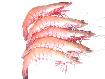 Prawns