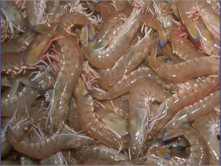 Prawns - Variable Size Off-White | Fresh Delicious Sustainable Versatile Nutrient-Rich