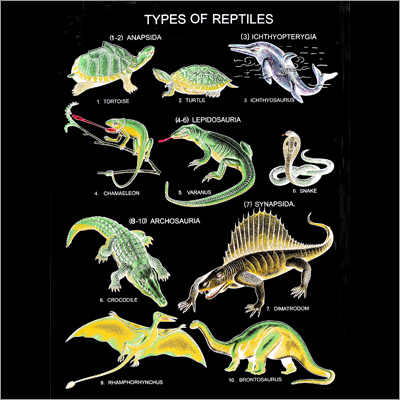 Types of Reptiles Charts