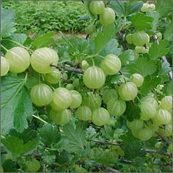 Herbal Product Fresh Amla Fruits