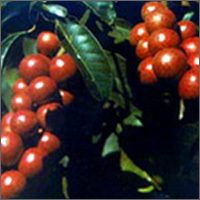 Kokum 