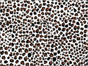 Baby Leopard