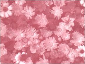 Flower Pink