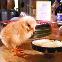 Chick Feed