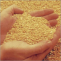 Layer Concentrate Feed