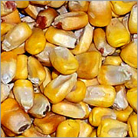 Maize
