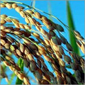 Rice Bran