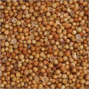 Coriander