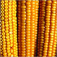 Maize