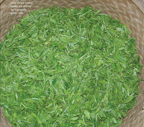 Premium Green Tea