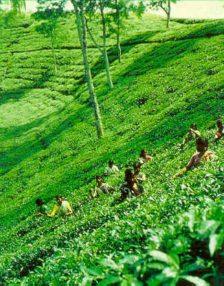 Assam Tea Gargen
