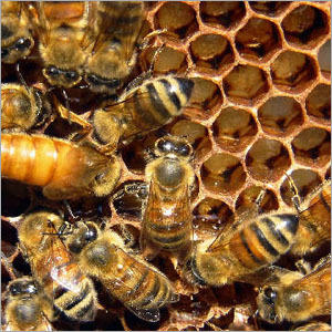 Honey Bee Hive
