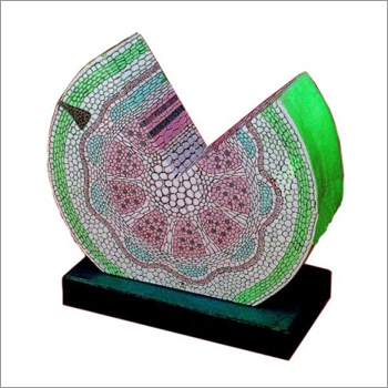 Dicot Stem Model