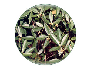 Medical Plant