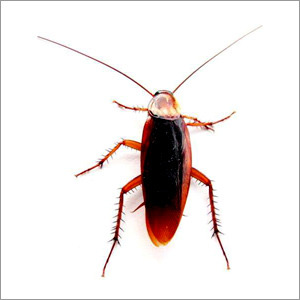 Cockroach Repellent