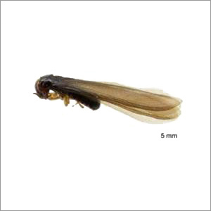 Termite Repellent