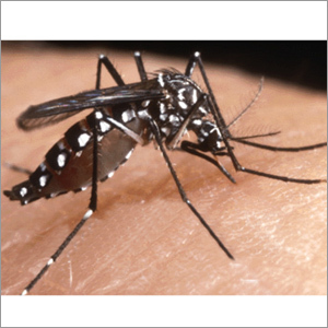 Mosquito Repellent