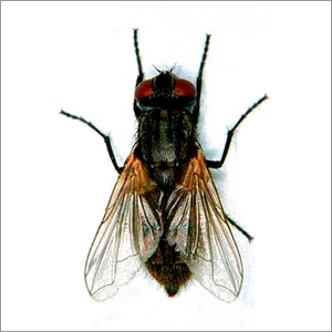 Fly Repellent