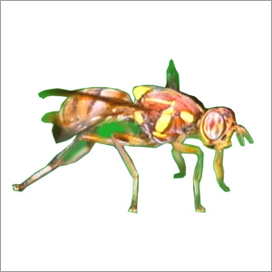 Fruit Fly-Kill Insecticide