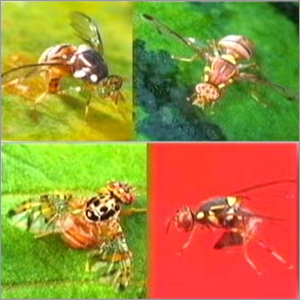 Fruit Fly-Kill