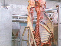 Frozen Buffalo Carcasses