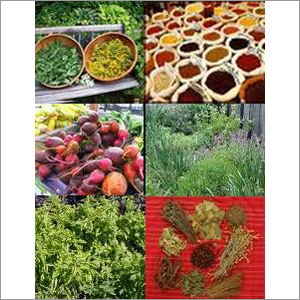 Ayurvedic Products