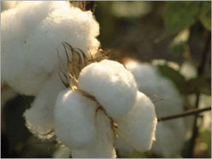 Raw Cotton