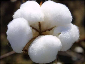 Raw Cotton