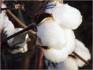 Shankar 6 Raw Cotton