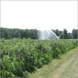 Irrigated Blue Berries