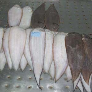 Sole Fish
