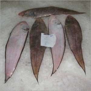 Sole Fish