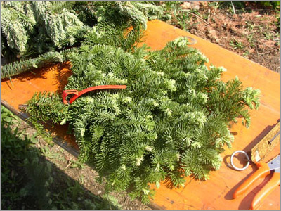 Natural Christmas Trees