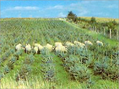 Christmas Trees Care
