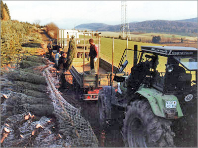 Transportation of Christmas Trees