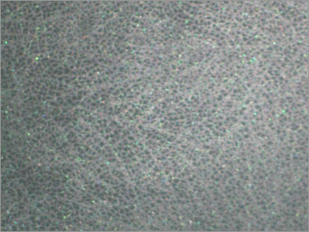 Coated Packaging Paper