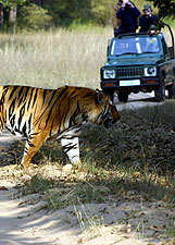 Kanha National Park (M.P) Tour Packages
