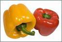 Red Capsicum / Yellow Capsicum
